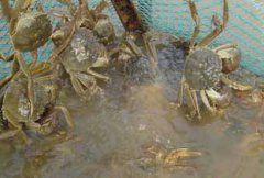养殖河蟹需要什么条件，浅谈河蟹养殖条件