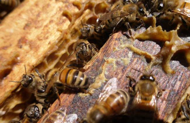 蜂产品有哪些种类，各有哪些用途