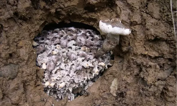 白蚁和鸡枞菇的共生关系