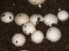 怎样培育蘑菇菌种 培养蘑菇菌丝的方法简介