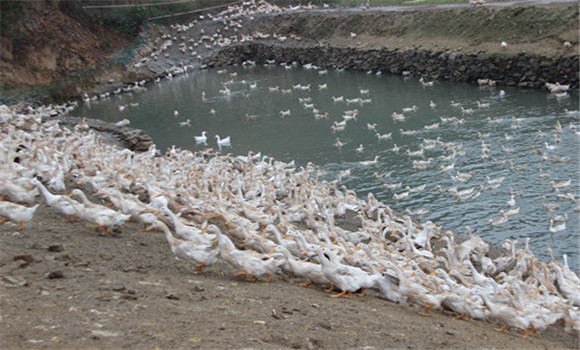 蛋鸭养殖场的环境控制