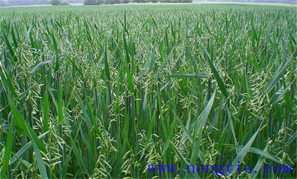 燕麦的种植和管理技术要点