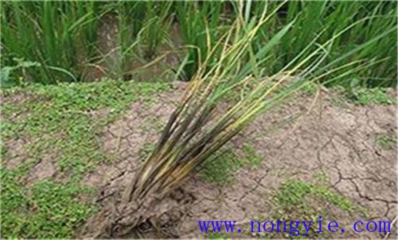 水稻烂秧的主要类型