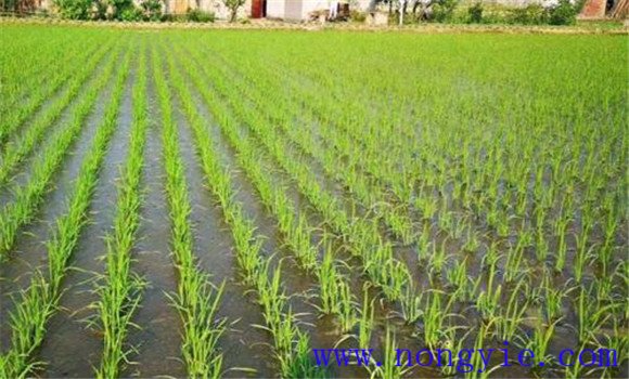 水稻苗期的主要病虫害