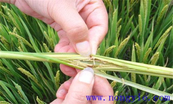 水稻营养生长期的病虫害