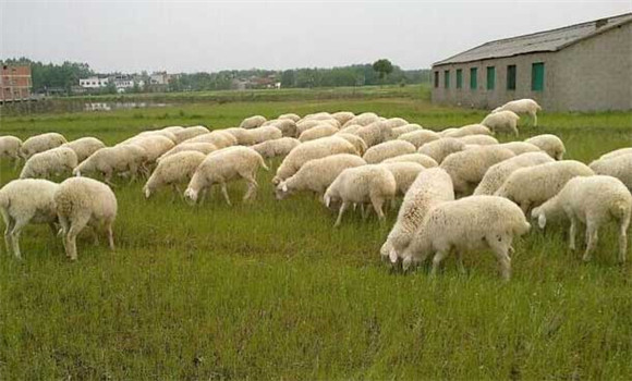 农村养羊怎么样