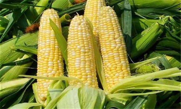 食鲜玉米栽培技术