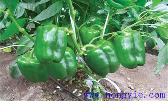 早熟甜椒种植与管理技术