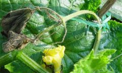 温室黄瓜栽培，怎样识别与防治黄瓜疫病？