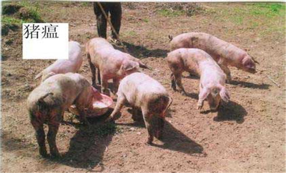 猪瘟免疫程序