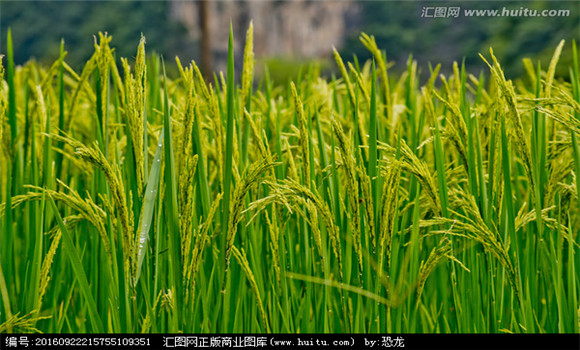 水稻灌浆期如何合理灌溉灌