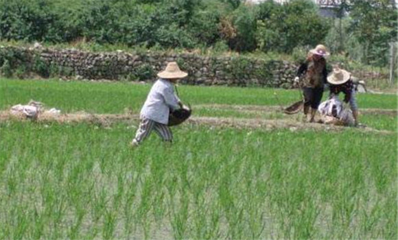 水稻追肥时间
