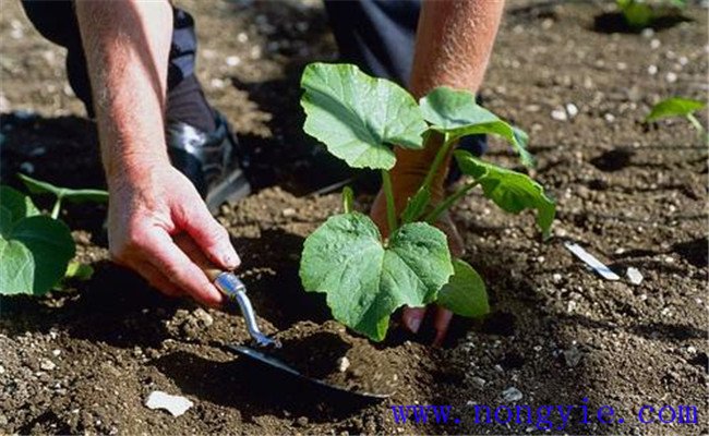 种植南瓜的土壤要求