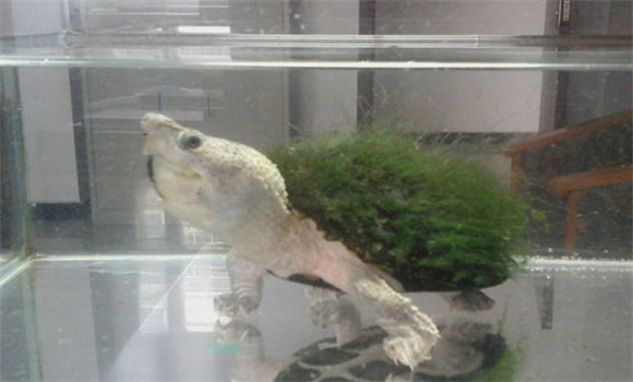 绿毛龟怎么培养