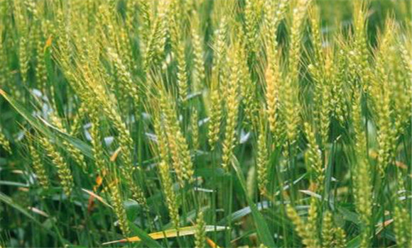 小麦增产技术