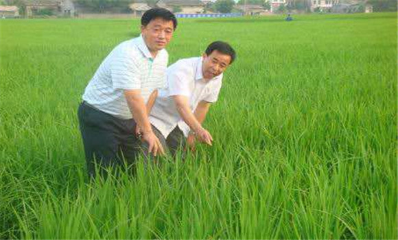 水稻施肥技术