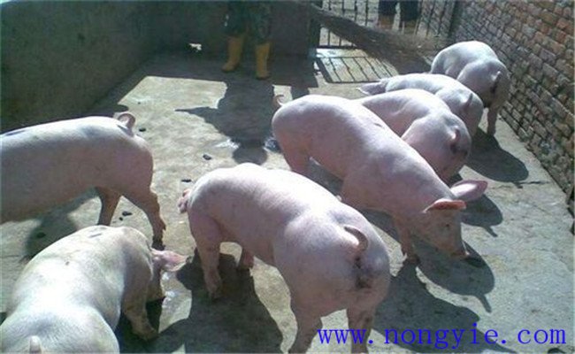 育肥猪养殖注意事项