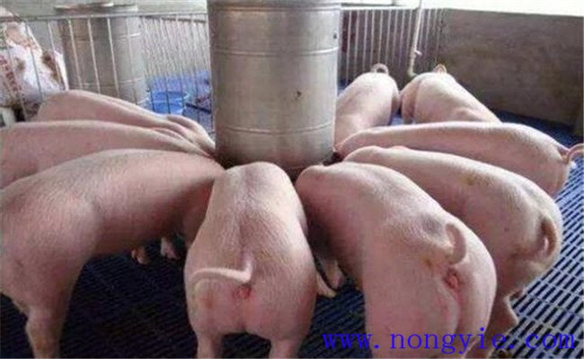 育肥猪每天喂多少饲料合适