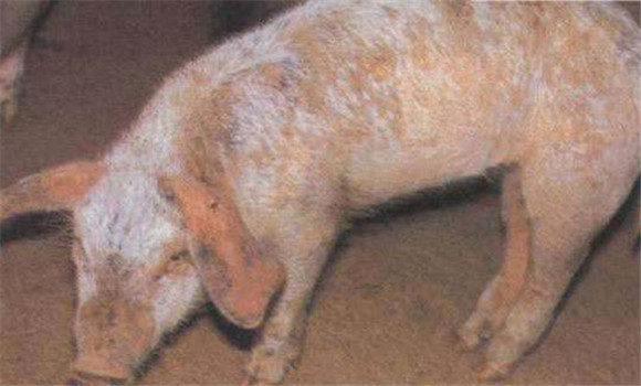 猪疥螨病的发病规律