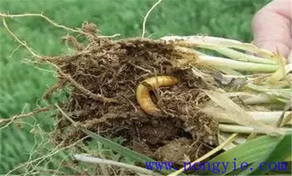 小麦孢囊线虫病的防治技术