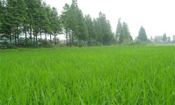 水稻除草技术
