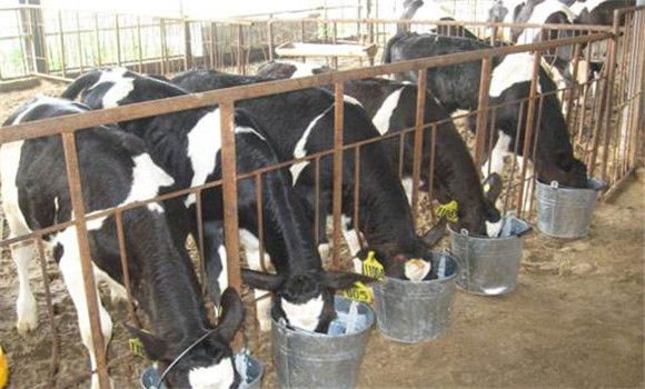 奶牛饲养管理需注意哪些