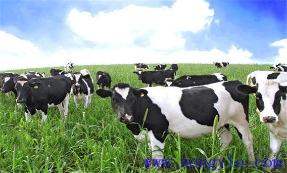 奶牛营养水平与繁殖率的关系