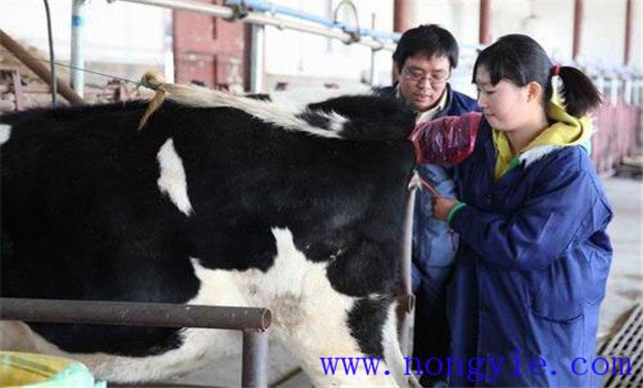 催产素在奶牛生产中的应用