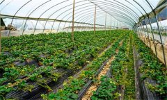 日光温室怎样栽培草莓