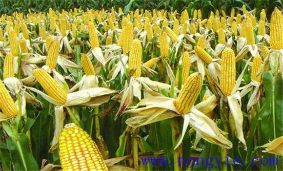 玉米产量构成因素有哪些