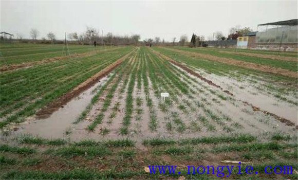 冬小麦节水保墒措施主要包括哪些内容