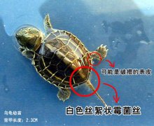 乌龟水霉病怎么治 乌龟水霉病防治方法