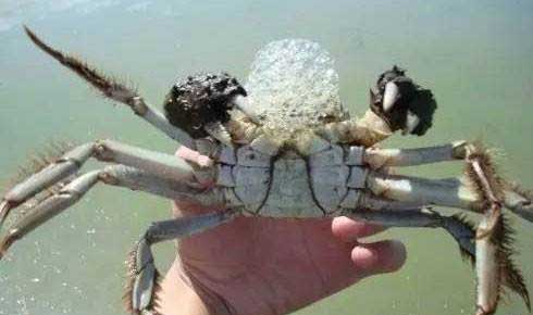 螃蟹吐白沫