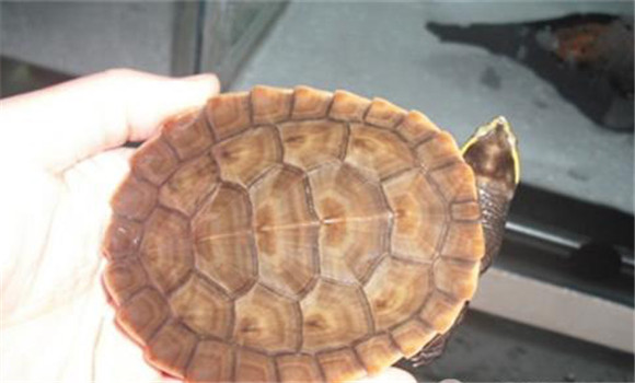 圆澳龟能长多大