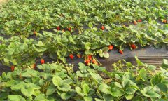 草莓种植技术要点与具体种植步骤