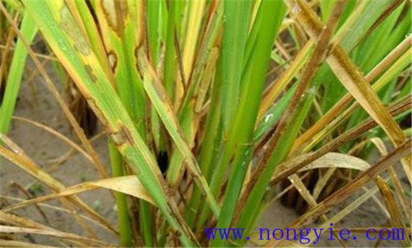 水稻的主要病虫害有哪些