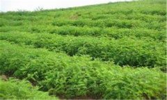 刺槐种植方法和养护技术