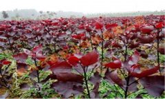 红叶杨栽培技术要点及其习性特征