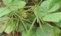 种植好绿豆有哪四大措施，绿豆田间管理的方法