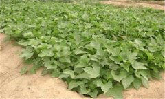 红薯如何栽培 红薯的种植技术和管理方法