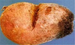 红薯软腐病的防治方法 有没有红薯软腐病特效药