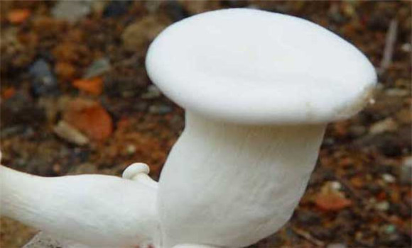 白灵菇的种植时间