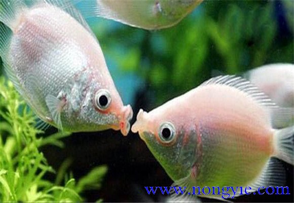接吻鱼能长多大