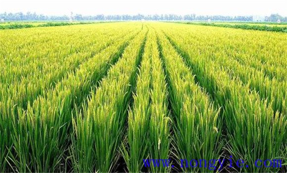 水稻矮缩病的防治方法