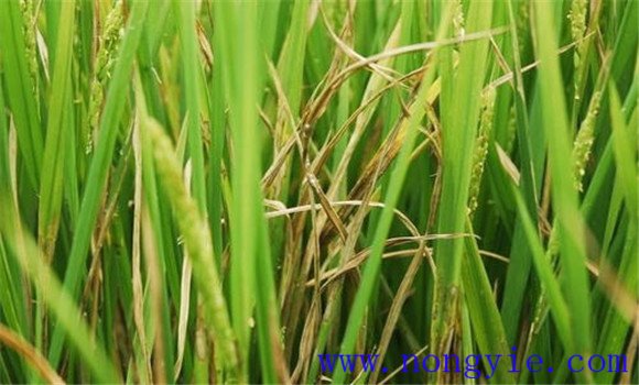 水稻纹枯病的发病条件