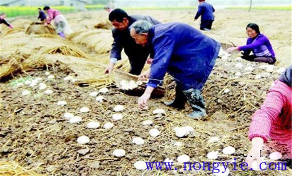 水稻接茬种蘑菇及其管理技术