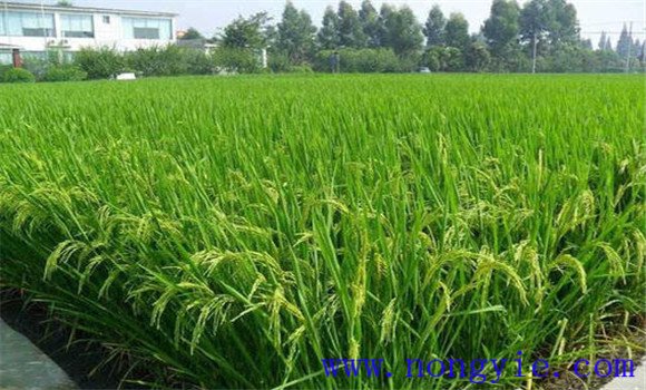 砷中毒可能致水稻颖壳张开、不灌浆
