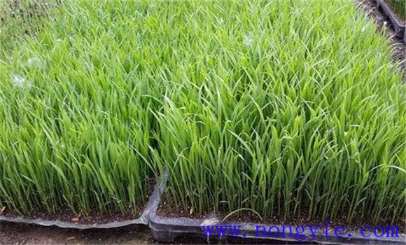 水稻育秧苗床地虫害防治方法