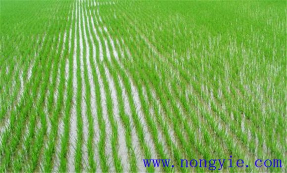 水稻育秧及苗期管理技术