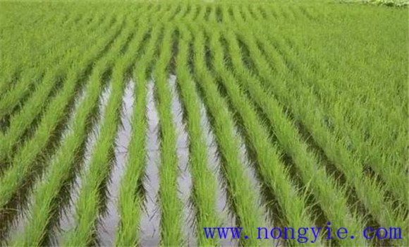 如何提高早稻插秧质量